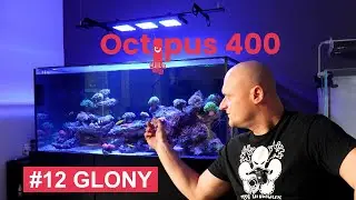 Octopus 400 #12 GLONY