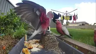 Australian bird feeder cam | 23/12/25  | Wild birds | cat tv | Rainbow Lorikeets | galahs  and more
