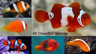 All Clownfish or Anemonefish species / types of clownfish / types of  anemonefish / Amphiprioninae