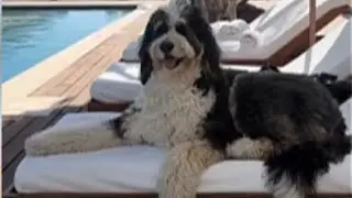This Dog's Reaction When Her Owners Pack Without Her Will Break Your Heart 💔