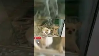 FilterCopy,| Every dog Lover ! Cats lover (#Shorts) #Viralvideos