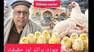 January 25, 2026Today&rsquo;s Market Analysis | Chick Shortage, Broiler Situation & Current Rates