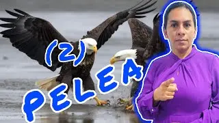 PELÉA (2)- PASTORA BEATRIZ BERROA