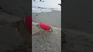 26.1.18 삼척편 진돗개와 아침산책