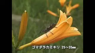 尾瀬の春秋動画。何回かに分けて訪れて撮影した映像を一本の動画にしました。アドビ社のプレミアVer5.1で作成しています。