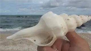 snow white trumpet snail