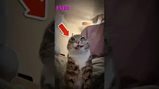 What Cats Think When You Scoop Their Litter #shorts