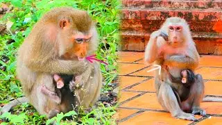 T-ear clip...Mom TEVA b-it-e her newborn baby monkey that touch her milk so baby will skinny soon.