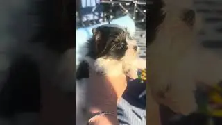AKC Biewer Terriers… 7 weeks old… Only Angels have wings Gabriela and Rafaela 