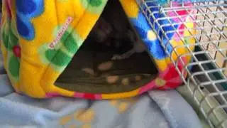 Kiwi and his new Fuzzbutt Sleeping house