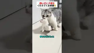 母猫が子猫を預けてきた理由😍