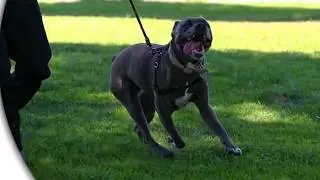 JustCBD CBD Pet Snacks - CBD Oil for Dogs