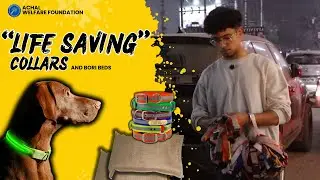 Craft for a Cause: How We Help Street Dogs with Reflective Collars