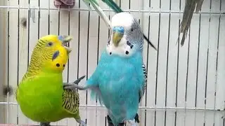 Australian beautiful bird's sounds 