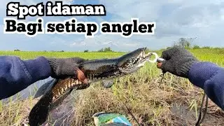 Strike ikan gabus babon berkali - kali #spotecasting #strikebabon #mancingmania #babonikangabus