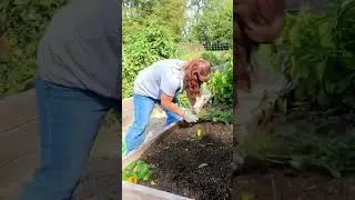 Clearing garden beds for garlic #countrylife #bestlife #garden #farmlife #garlic #organic #grow