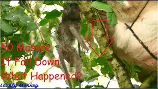 Danger Danger! Worry Baby Lizza Will Fall Down Once Day If She Still Hyper Like This Up 0n The Tree