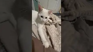 Делись добром #whitecatajax #shortfeed #youtube #pets #shorts