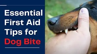 Essential First Aid Tips for Dog Bites