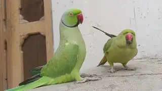 Ringneck Parrot Talking Videos Compilation 