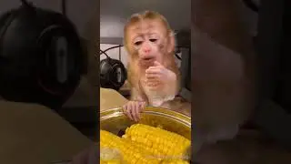 Cutest Baby Monkey Eating corn🐒 #shorts