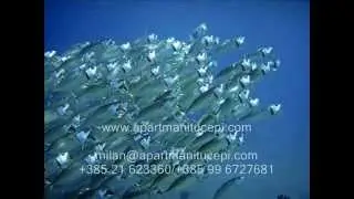 Ja san mladi dalmatinac - klapa Tučepi