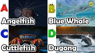 ABC Sea Animals song | Learn Alphabets | English and Animals for Kids | #anglerfish