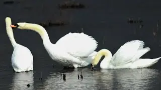 Mute Swans: Facts, Habitat, Diet, and Sounds | White Swans