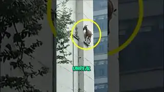 Животные найдены в местах, где им не место 😱
