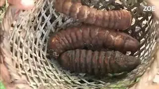 Discovery Documentary Women Tribes of the most mysterious area world - Amazon tribes River 2017