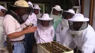 How to Get Used to a Bee Walking on Your Hand