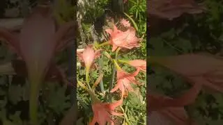 @Angelrbcraft #flowers#angel_rb #video #india #naturephotography #naturelovers