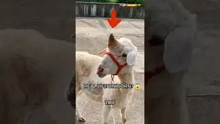 A real unicorn was born? This sheep has a single horn in the middle of its head 😱