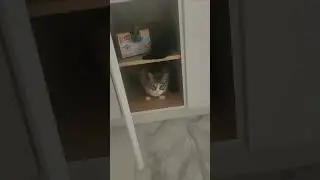 Louis?? #animation #cat #catsruletheworld #catvideos #catvideos #pets