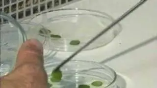 Transg&ecirc;nicos - Transforma&ccedil;&atilde;o por Agrobacterium