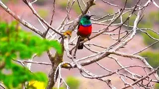 Bird watching in the Little Karoo (South Africa)