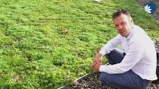 De vele voordelen van een Groendak, uitgelegd door Groendakcoach Marc Rotmans