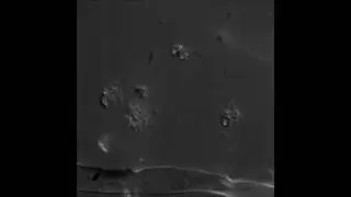 Ceratopteris richardii gametes (fern sperm)