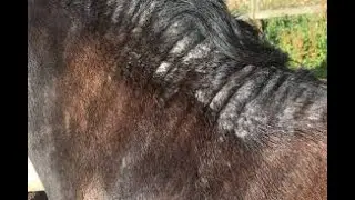 The Skin, parasites and skin conditions - Donkey Breed Society