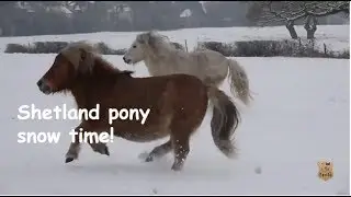 Shetland Pony Snow Time! - TV Episode 208