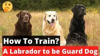 How to train a Labrador to be a Guard dog? Labrador Training Guide