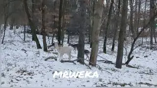 The white deer
