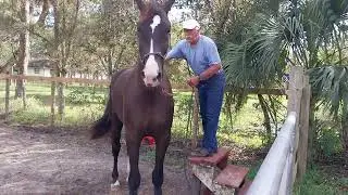 Mounting block stepping towards rider 