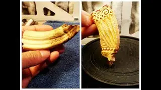 Warthog Tusk Carved  Chief Pendant