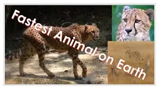 Fastest Animal on Earth
