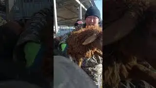 Узынагаш мал базары 