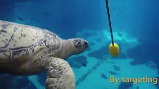 Feeding Time For Tank the Green Sea Turtle!
