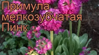 Примула мелкозубчатая Пинк (primula denticulata) 🌿 Пинк обзор: как сажать, рассада примулы Пинк