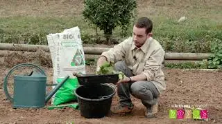 Quand et comment planter des &eacute;pinards ?