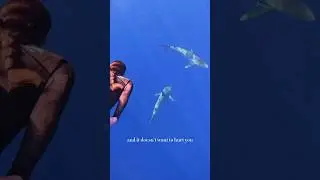 Turning FEAR into Fascination 🙏🏽 #sharks #diving #respect #apexpredator #education #research #a
